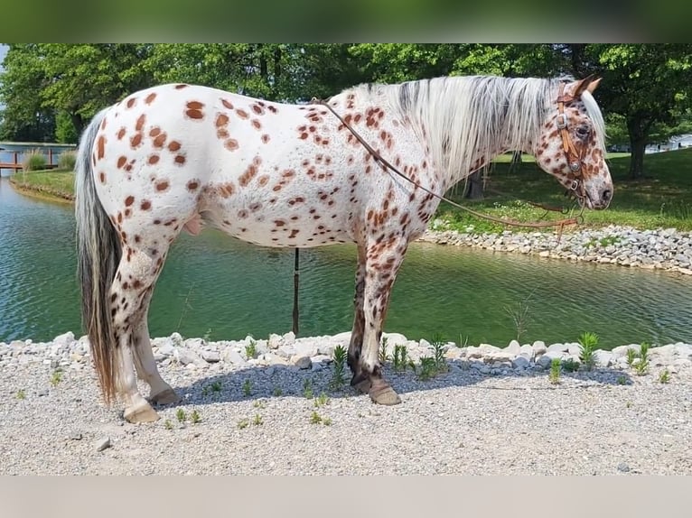 Amerikansk ponny Valack 11 år in Robards, KY