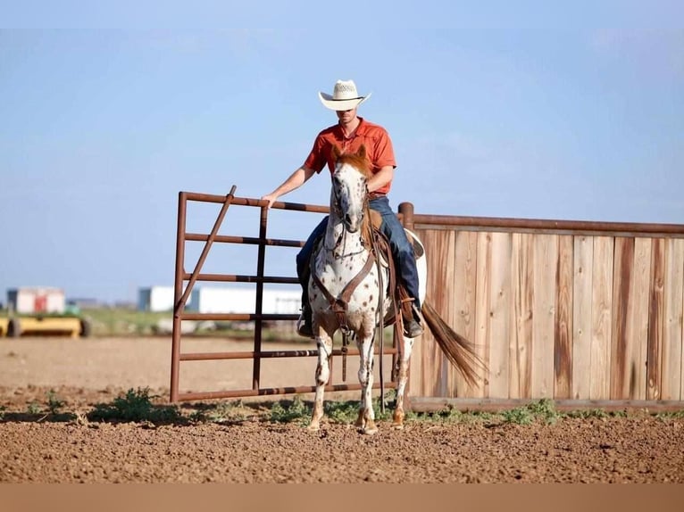 Amerikansk ponny Valack 13 år 137 cm in Amarillo, TX
