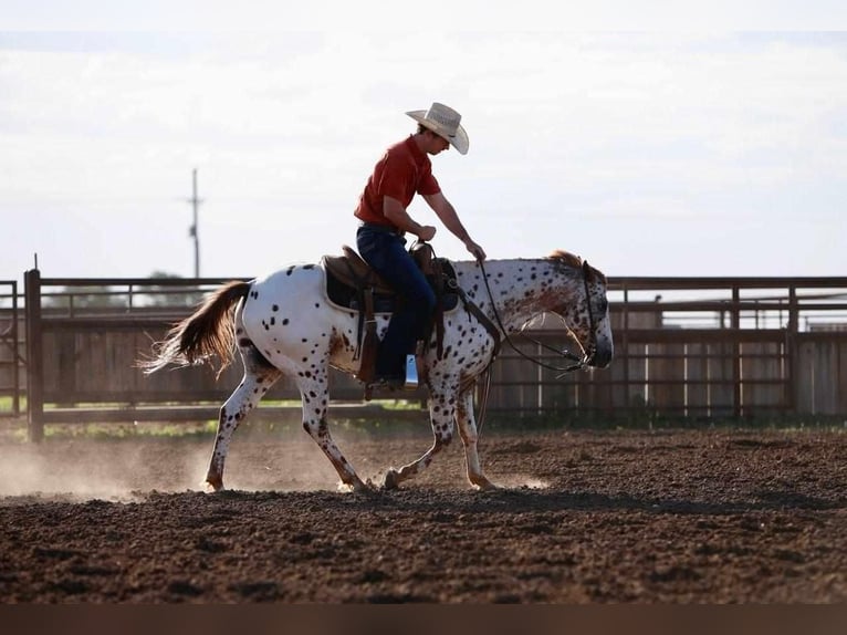 Amerikansk ponny Valack 13 år 137 cm in Amarillo, TX