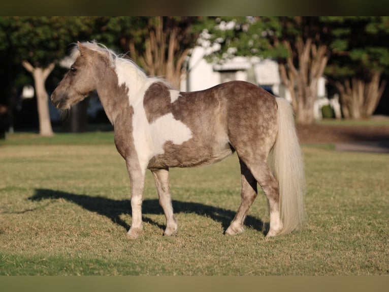 Amerikansk ponny Valack 13 år 91 cm Gulbrun in Stephenville TX