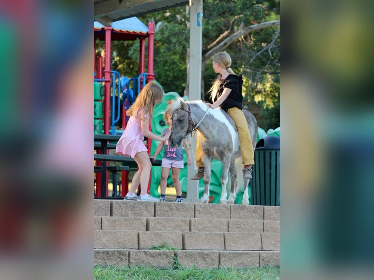 Amerikansk ponny Valack 13 år 91 cm Gulbrun in Stephenville TX