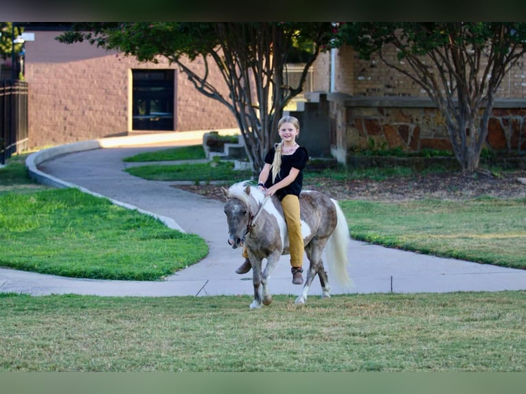 Amerikansk ponny Valack 13 år 91 cm Gulbrun in Stephenville TX