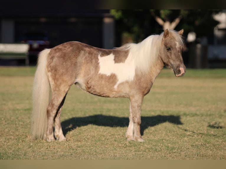 Amerikansk ponny Valack 13 år 91 cm Gulbrun in Stephenville TX