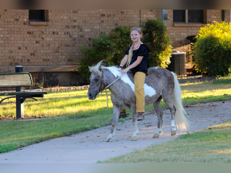 Amerikansk ponny Valack 13 år 91 cm Gulbrun in Stephenville TX