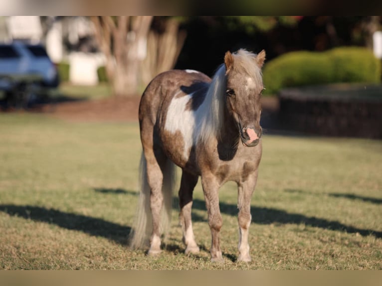 Amerikansk ponny Valack 13 år 91 cm Gulbrun in Stephenville TX