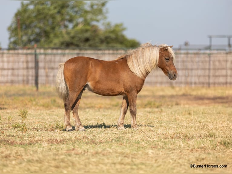 Amerikansk ponny Valack 16 år 99 cm Fux in Weatherford TX