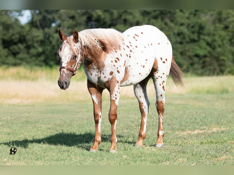 Amerikansk ponny Valack 1 år 130 cm Fux in Whitesboro, TX