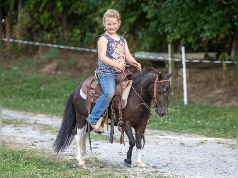 Amerikansk ponny Valack 4 år 91 cm Tobiano-skäck-alla-färger in Ewing KY