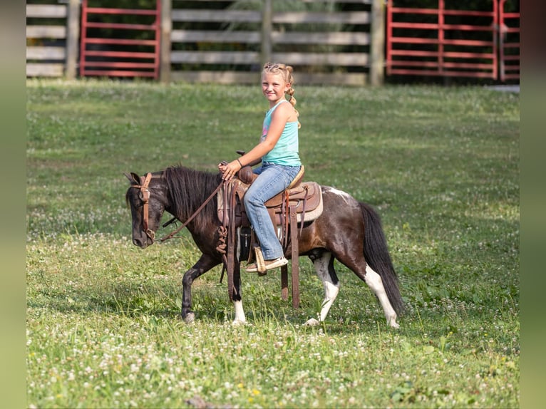 Amerikansk ponny Valack 4 år 91 cm Tobiano-skäck-alla-färger in Ewing KY