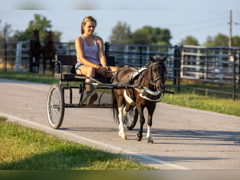 Amerikansk ponny Valack 4 år 91 cm Tobiano-skäck-alla-färger in Ewing KY