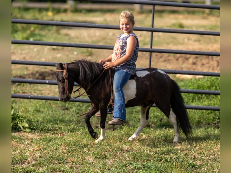 Amerikansk ponny Valack 4 år 91 cm Tobiano-skäck-alla-färger in Ewing KY