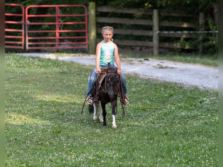 Amerikansk ponny Valack 4 år 91 cm Tobiano-skäck-alla-färger in Ewing KY