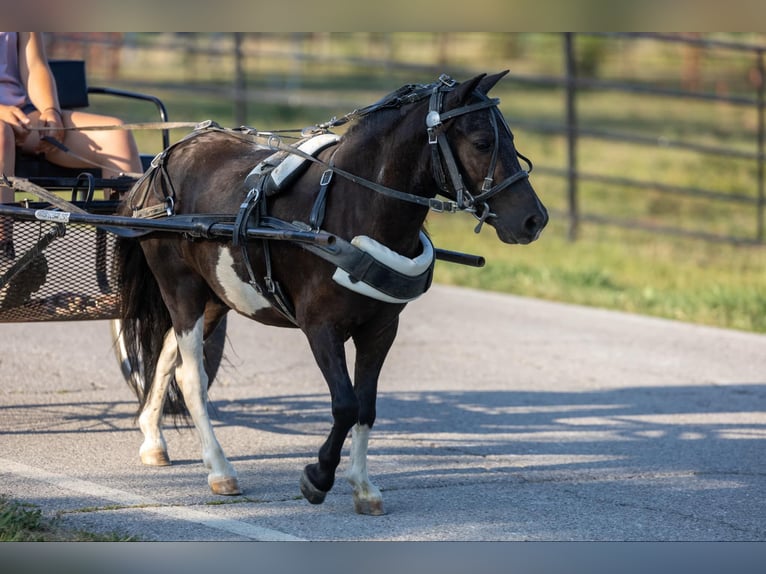 Amerikansk ponny Valack 4 år 91 cm Tobiano-skäck-alla-färger in Ewing KY