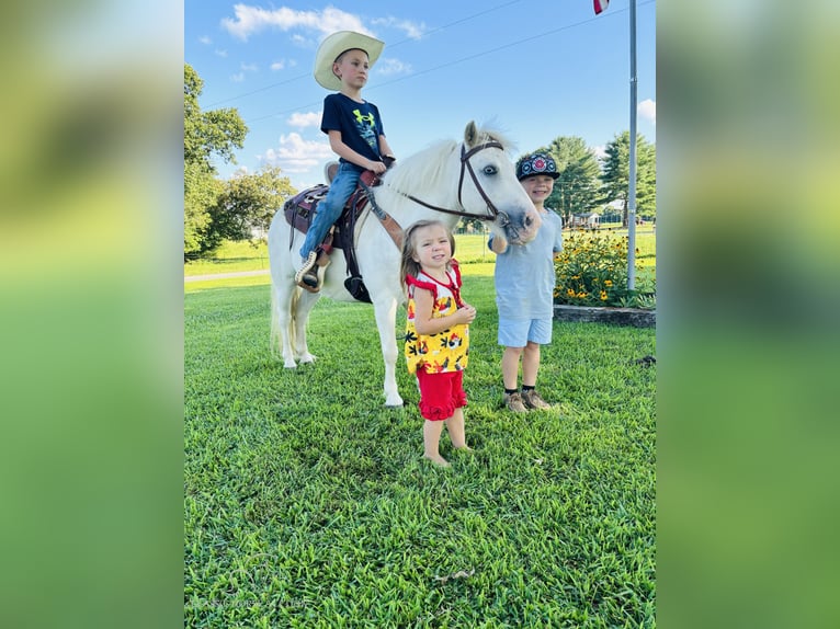 Amerikansk ponny Valack 5 år 109 cm Grå in Breeding, KY