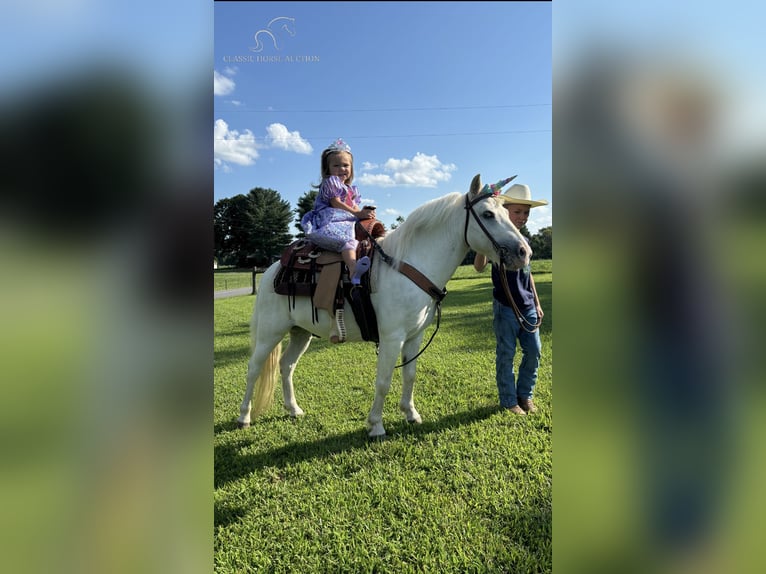 Amerikansk ponny Valack 5 år 109 cm Grå in Breeding, KY