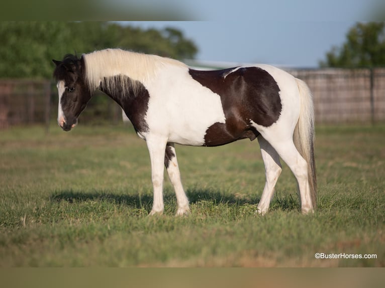 Amerikansk ponny Valack 5 år 109 cm Tobiano-skäck-alla-färger in Weatherford TX