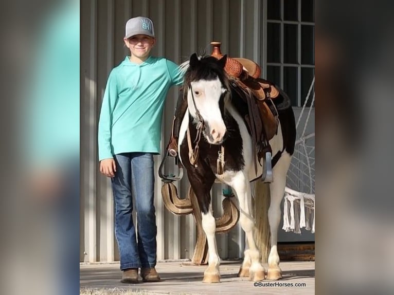 Amerikansk ponny Valack 5 år 109 cm Tobiano-skäck-alla-färger in Weatherford TX