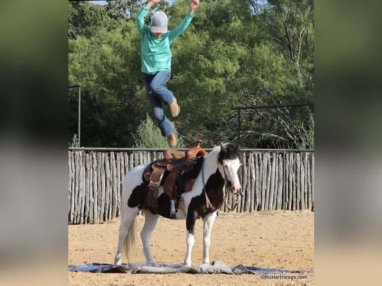 Amerikansk ponny Valack 5 år 109 cm Tobiano-skäck-alla-färger in Weatherford TX