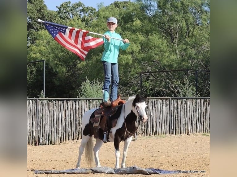 Amerikansk ponny Valack 5 år 109 cm Tobiano-skäck-alla-färger in Weatherford TX