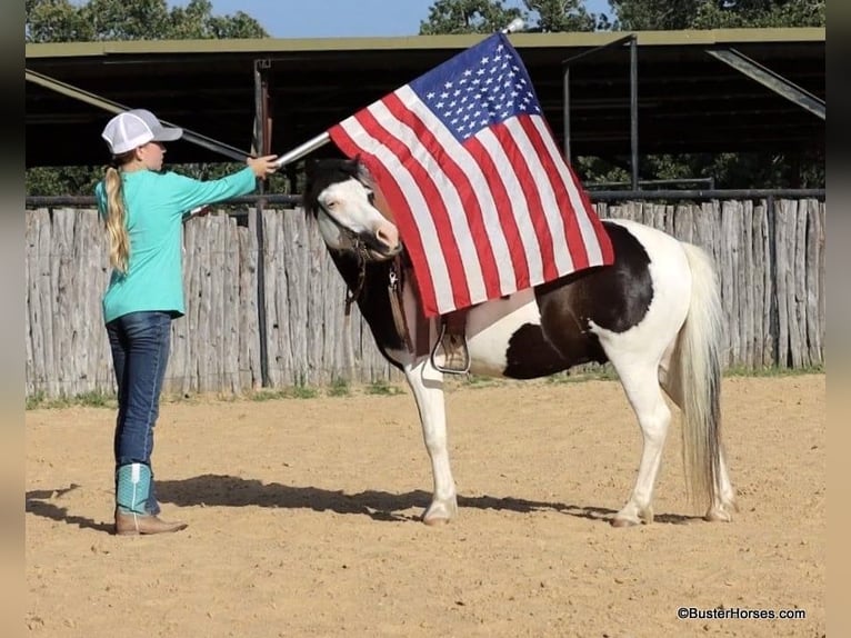 Amerikansk ponny Valack 5 år 109 cm Tobiano-skäck-alla-färger in Weatherford TX