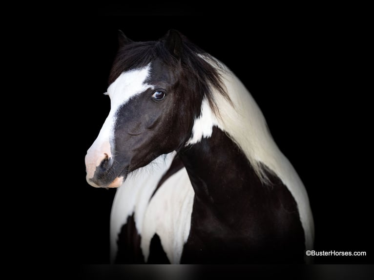 Amerikansk ponny Valack 5 år 109 cm Tobiano-skäck-alla-färger in Weatherford TX