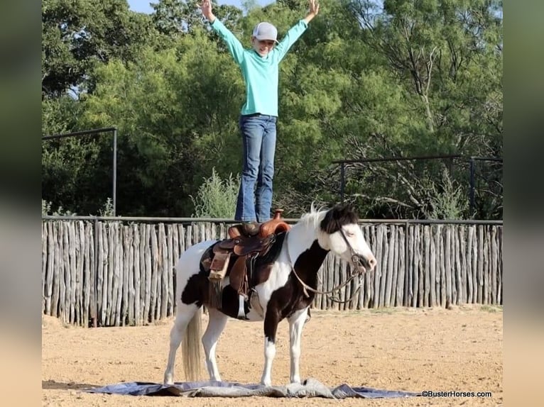 Amerikansk ponny Valack 5 år 109 cm Tobiano-skäck-alla-färger in Weatherford TX