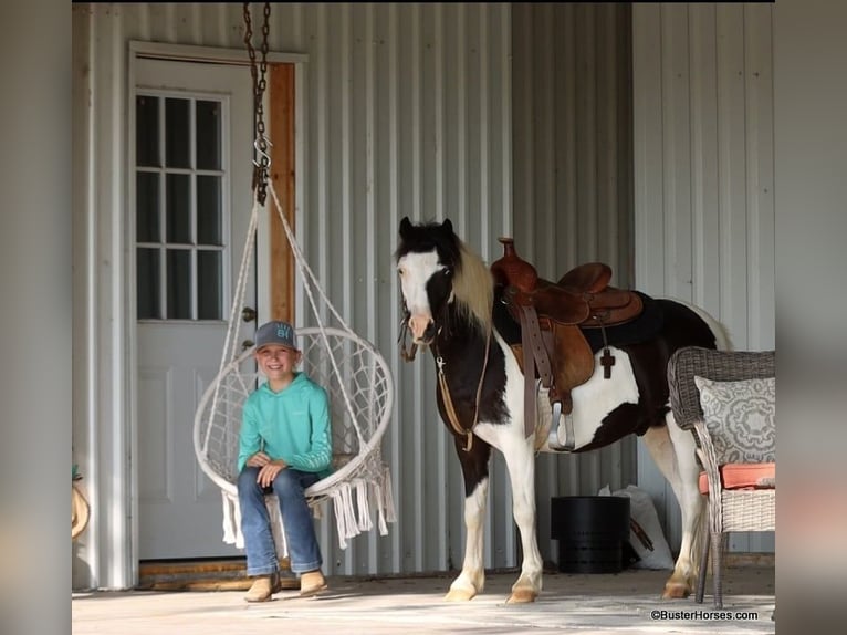 Amerikansk ponny Valack 5 år 109 cm Tobiano-skäck-alla-färger in Weatherford TX