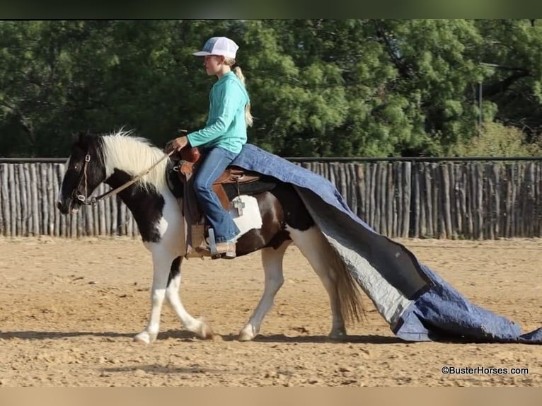 Amerikansk ponny Valack 5 år 109 cm Tobiano-skäck-alla-färger in Weatherford TX