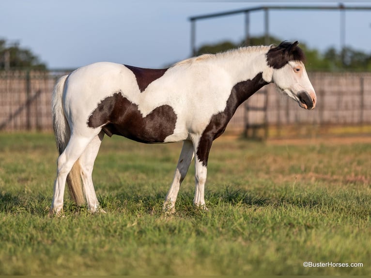 Amerikansk ponny Valack 5 år 109 cm Tobiano-skäck-alla-färger in Weatherford TX