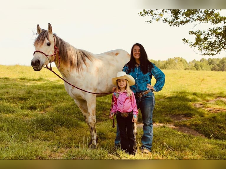 Amerikansk ponny Valack 5 år 142 cm Gulbrun in Horton