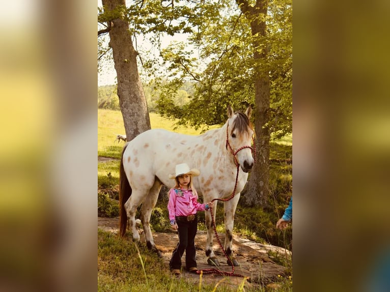 Amerikansk ponny Valack 5 år 142 cm Gulbrun in Horton