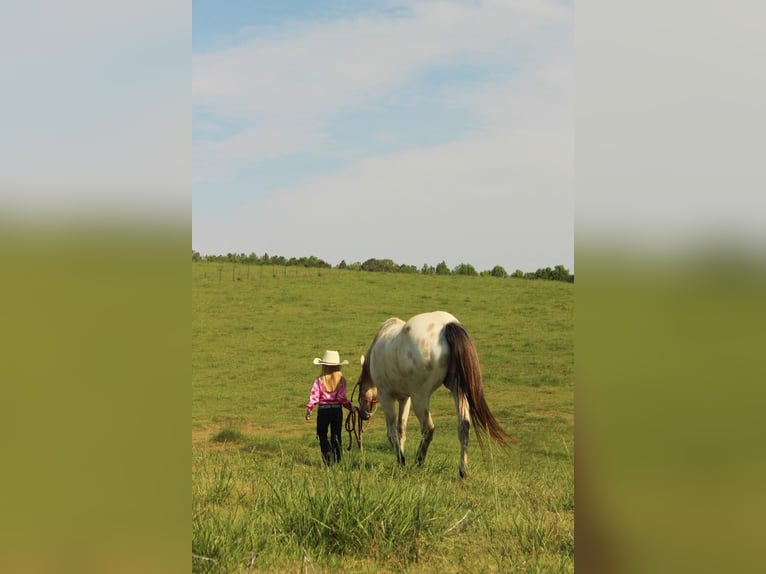 Amerikansk ponny Valack 5 år 142 cm Gulbrun in Horton