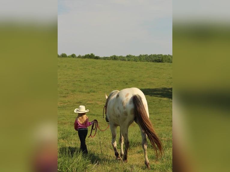 Amerikansk ponny Valack 5 år 142 cm Gulbrun in Horton