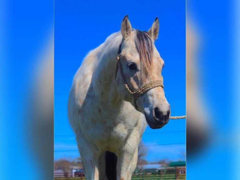 Amerikansk ponny Valack 5 år 142 cm Gulbrun in Horton