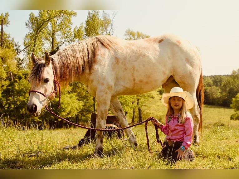 Amerikansk ponny Valack 5 år 142 cm Gulbrun in Horton