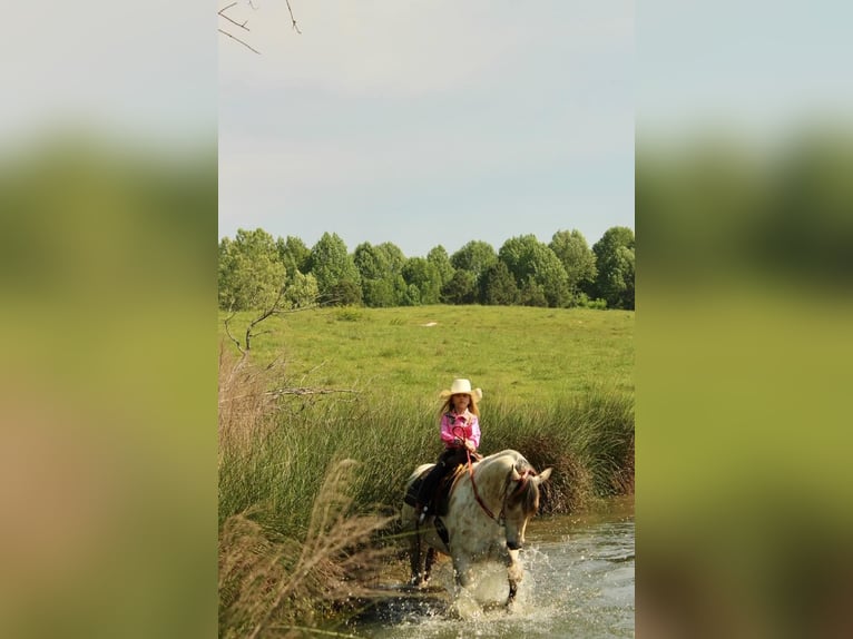 Amerikansk ponny Valack 5 år 142 cm Gulbrun in Horton