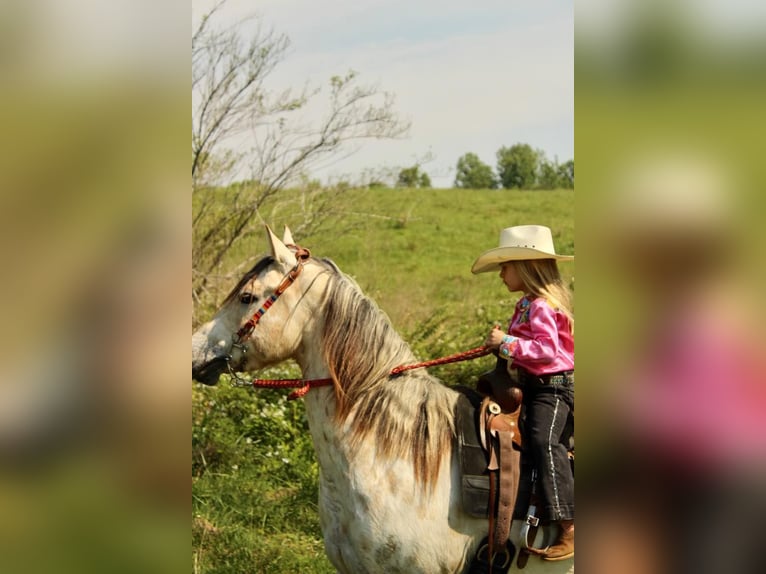 Amerikansk ponny Valack 5 år 142 cm Gulbrun in Horton