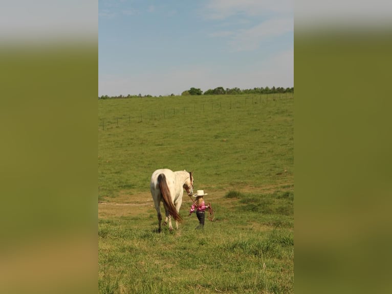 Amerikansk ponny Valack 5 år 142 cm Gulbrun in Horton