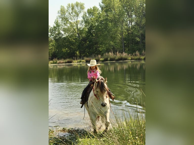 Amerikansk ponny Valack 5 år 142 cm Gulbrun in Horton