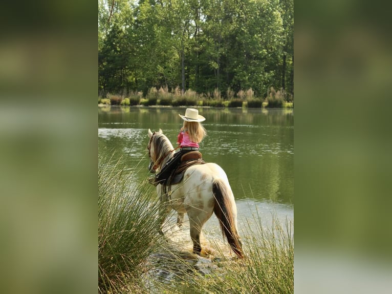 Amerikansk ponny Valack 5 år 142 cm Gulbrun in Horton