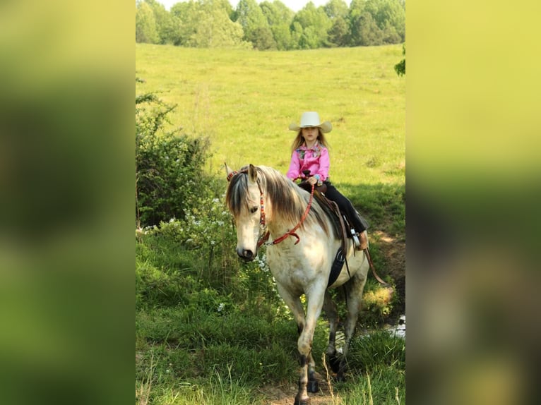 Amerikansk ponny Valack 5 år 142 cm Gulbrun in Horton