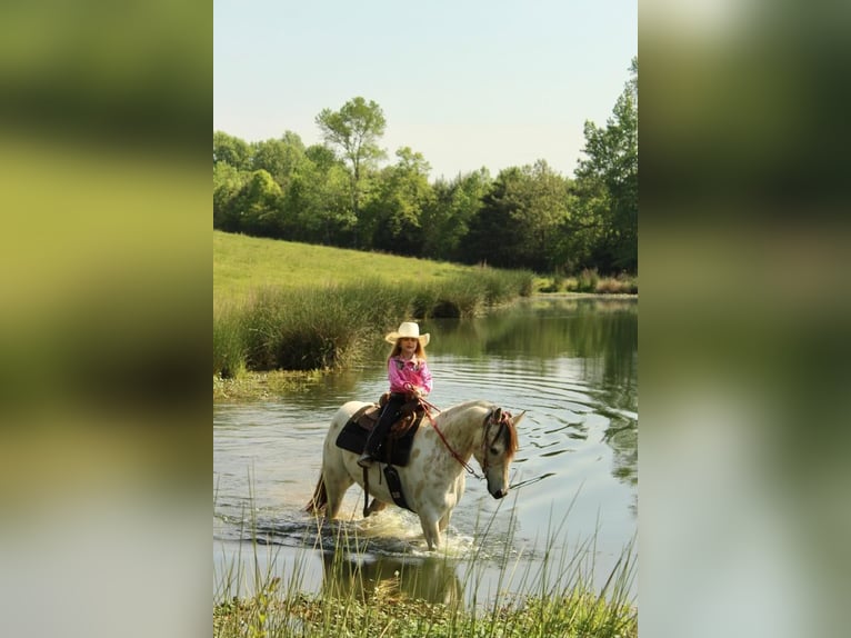 Amerikansk ponny Valack 5 år 142 cm Gulbrun in Horton