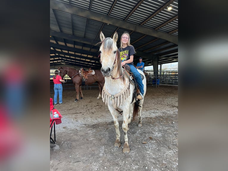 Amerikansk ponny Valack 5 år 142 cm Gulbrun in Horton