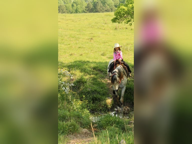 Amerikansk ponny Valack 5 år 142 cm Gulbrun in Horton