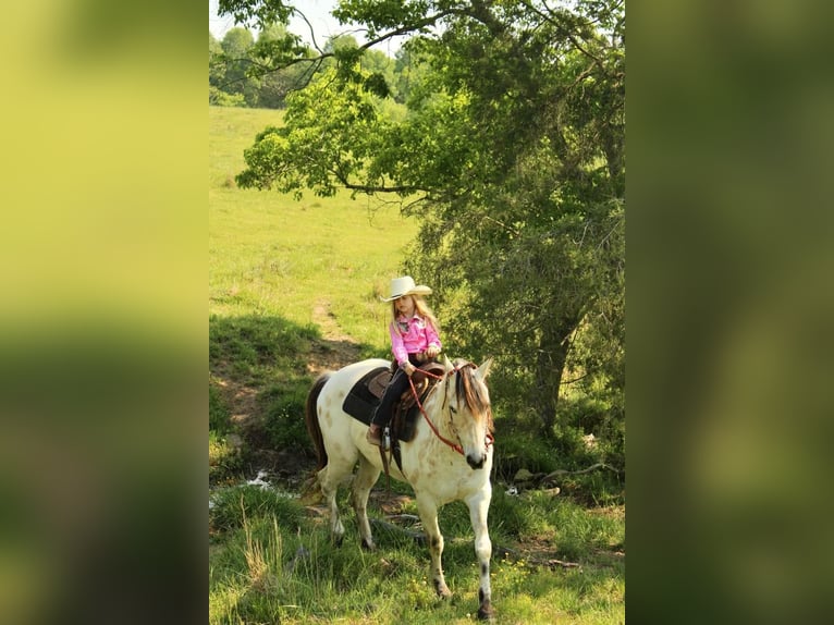 Amerikansk ponny Valack 5 år 142 cm Gulbrun in Horton