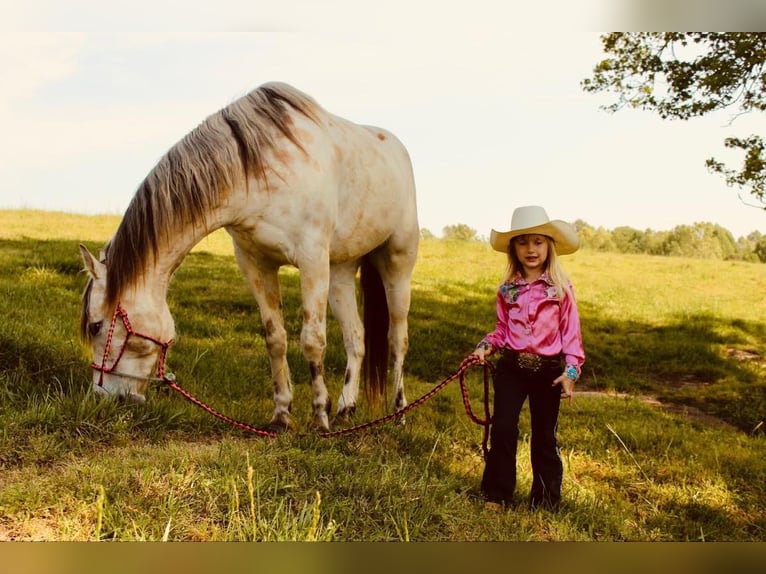 Amerikansk ponny Valack 5 år 142 cm Gulbrun in Horton