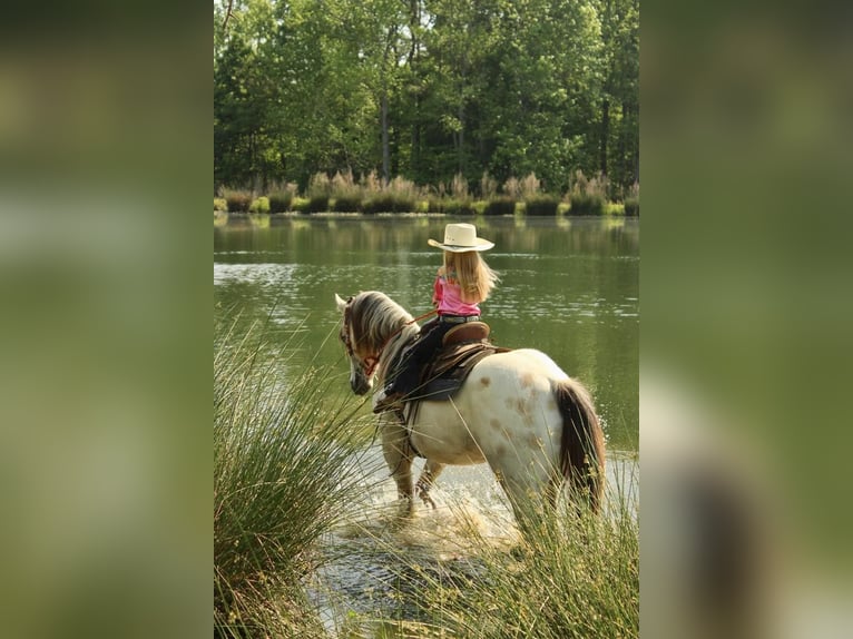 Amerikansk ponny Valack 5 år 142 cm Gulbrun in Horton