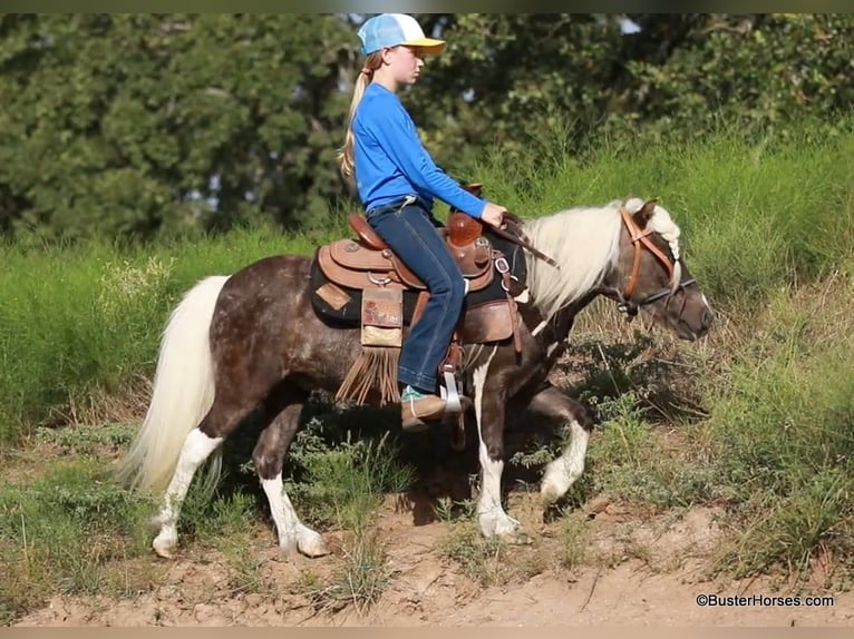 Amerikansk ponny Valack 5 år 99 cm Brun in Weatherford TX