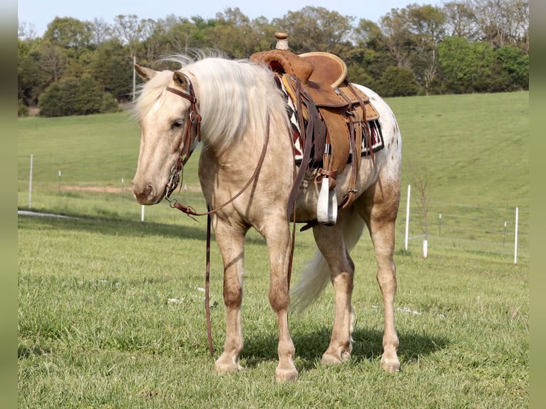 Amerikansk ponny Valack 6 år 124 cm in Purdy