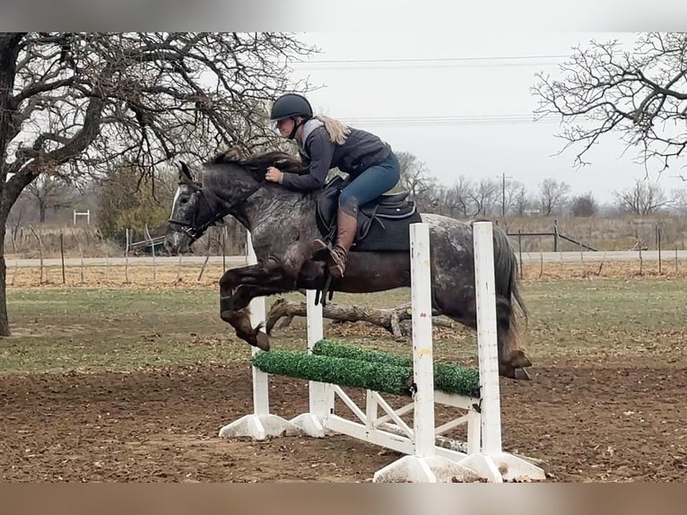 Amerikansk ponny Valack 6 år 140 cm Grå in Jacksboro TX